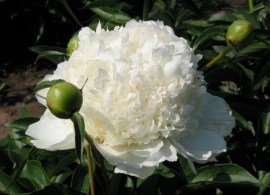 paeonia capital dome pion kepital dom
